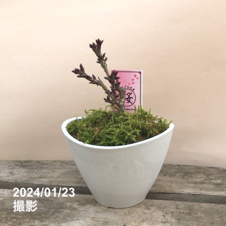 一才桜 旭山 4号 楕円樹脂鉢｜花木04-PA
