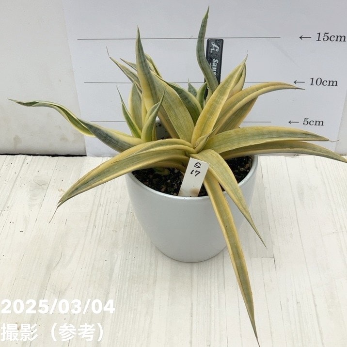 【現品お届け】サンスベリア 4号 サイアムゴールド 白陶器鉢仕様（S17）｜観葉02-D2