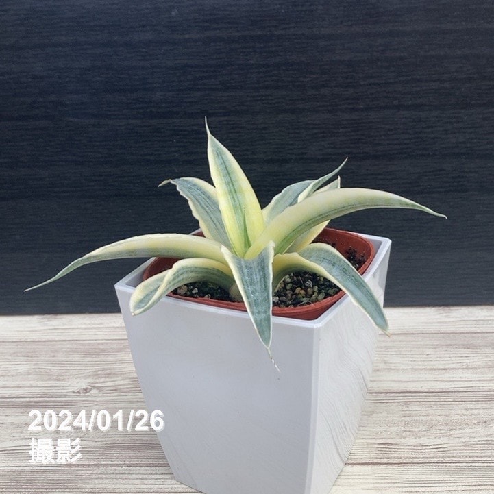 サンスベリア 3.5号 サイアムゴールド 白プラ角鉢仕様|観葉02-D2