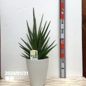 サンスベリア 7号 ローレンチー プラスチック鉢仕様｜観葉02-D2