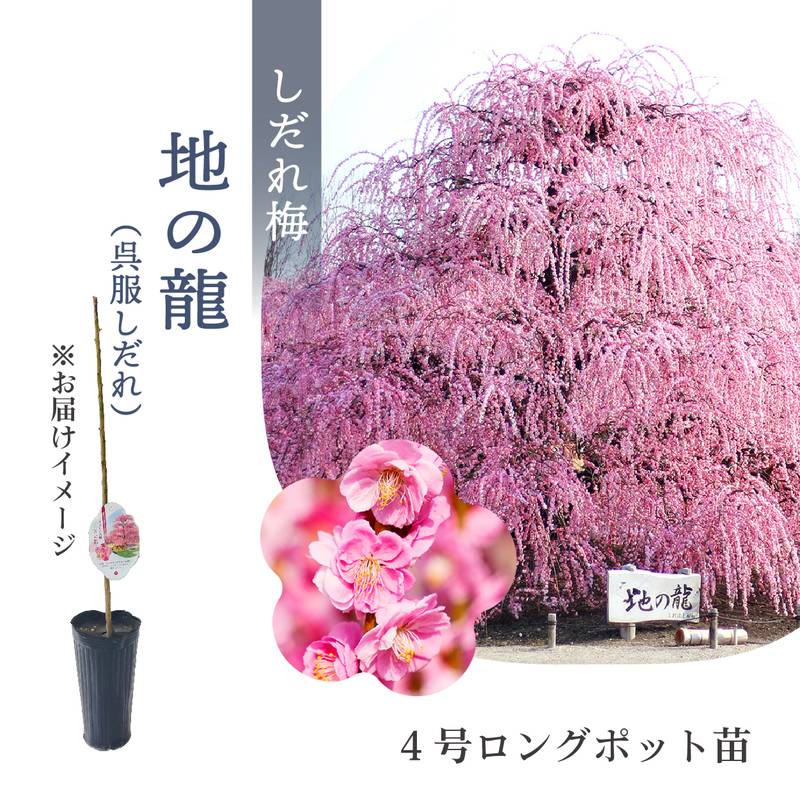 【数量限定】鈴鹿の森庭園 しだれ梅名木「地の龍(呉服しだれ)」接ぎ木苗 4号ロングポット苗 1年生苗|花木10-D1