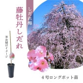 【NEW！数量限定】鈴鹿の森庭園 しだれ梅名木「藤牡丹しだれ」 接ぎ木苗 4号ロングポット苗 ｜花木10-TU