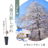 【NEW！数量限定】鈴鹿の森庭園 しだれ梅名木「八重月影しだれ」 接ぎ木苗 4号ロングポット苗 ｜花木10-TU