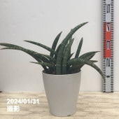 サンスベリア 8号 ゼラニカ プラスチック鉢仕様｜s200｜観葉02-D2
