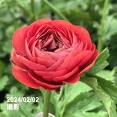 お買い得一点物咲き進み株】加藤農園 中間色系多弁クリスマスローズ