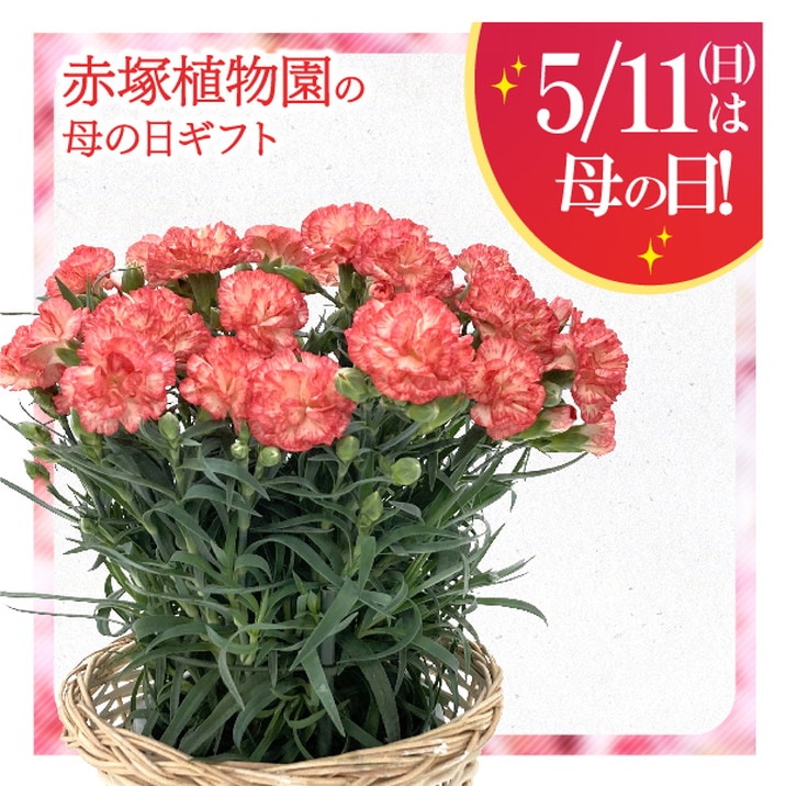 【お届け5/14以降】母の日ギフト2025 カーネーション オレンジ 5号｜鉢花10-TU