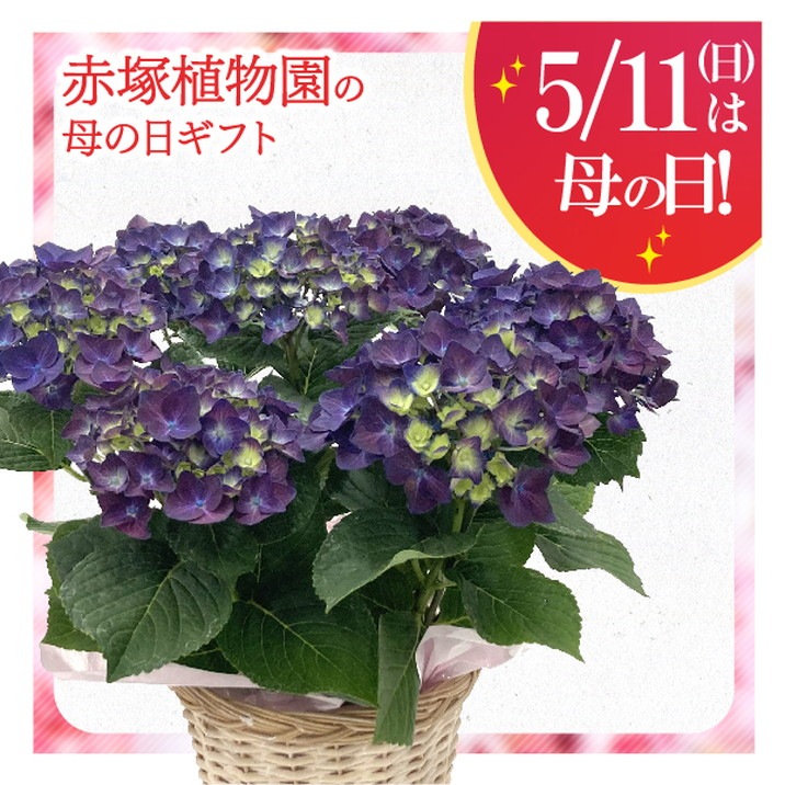 【お届け5/14以降】母の日ギフト2025 アジサイ ディープパープル 5号｜鉢花10-TU