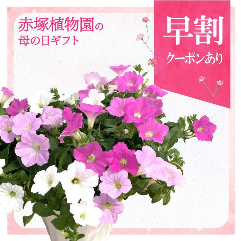【早割期間中！】母の日ギフト2026 ペチュニア さくらさくらシリーズ（3色植え）7号｜鉢花10-TU
