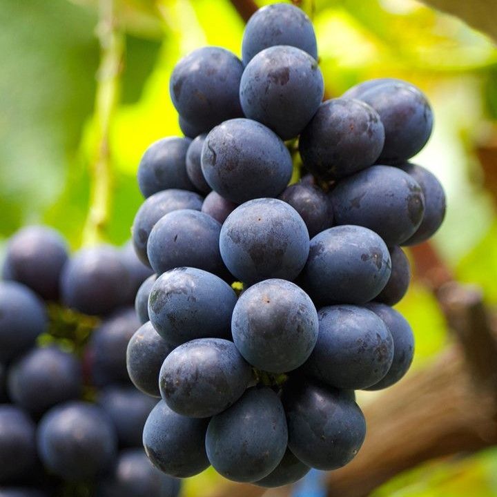 長野パープル苗木 緑色のブドウの苗木　山葡萄セット 長野パープル苗木 緑色のブドウの苗木 山葡萄セット 長野パープル苗木