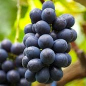 インドナツメ 4号 挿し木 2年生苗｜果樹10-TU | 果樹,[珍しい果樹