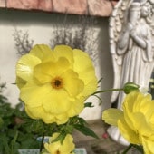 シンビジューム 6号プラ鉢 5本立 スプリングナイト ディープインパクト