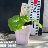 ハイドランジア ディープパープル 3.5号｜花木04-PA | 花木・庭木