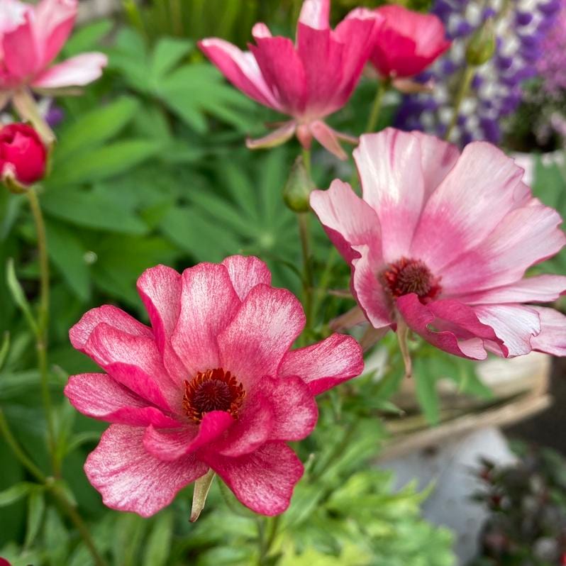 ラナンキュラス ラックスシリーズ 3.5～4号 リュキア｜草花04-PA