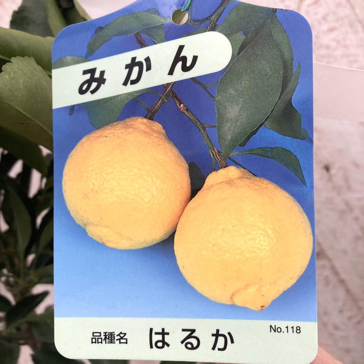 みかん2 Amazon | 三洋通商 身割れみかん 2号缶(850g) | 三洋通商