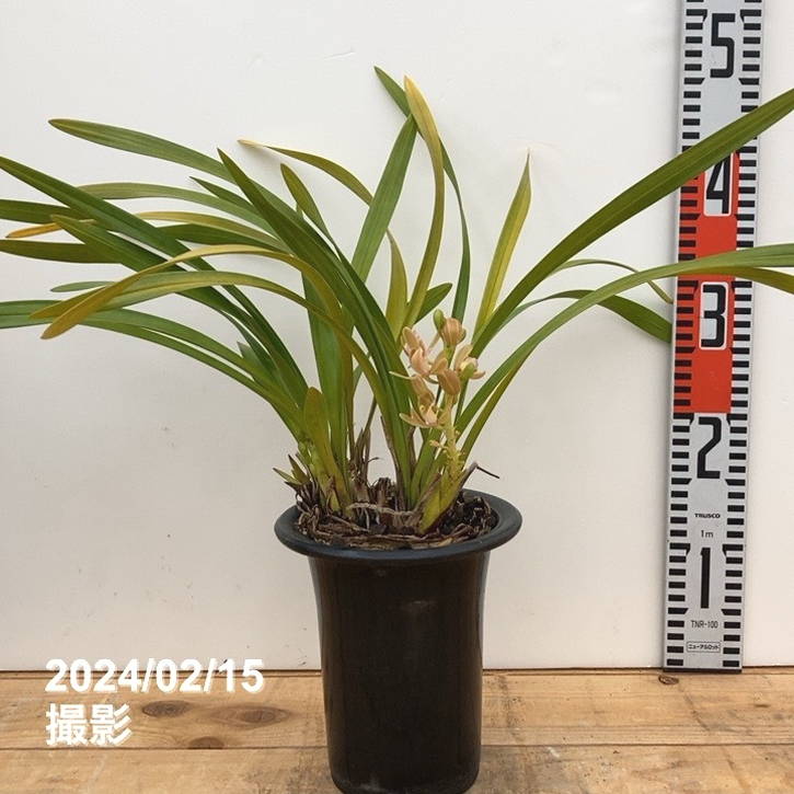 日本蜜蜂蘭！キンリョウヘン！6鉢セット！送料無料！ 日本蜜蜂蘭！キンリョウヘン！6鉢セット！送料無料！ 日本蜜蜂蘭
