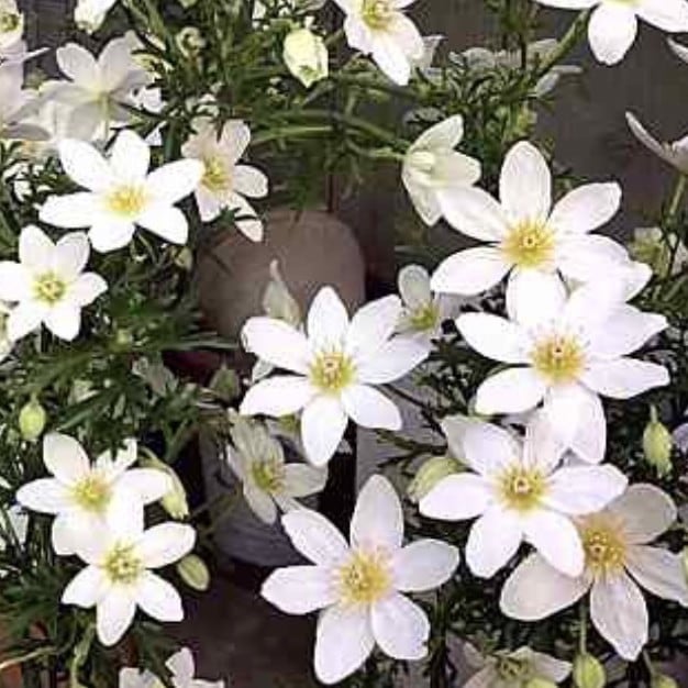 常緑クレマチス カートマニージョー 5号｜草花04-PA