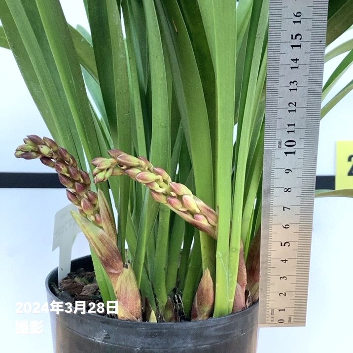 極上斑入り コーヒーの木 5号ロングスリット【鉢ごと発送】 コーヒーの