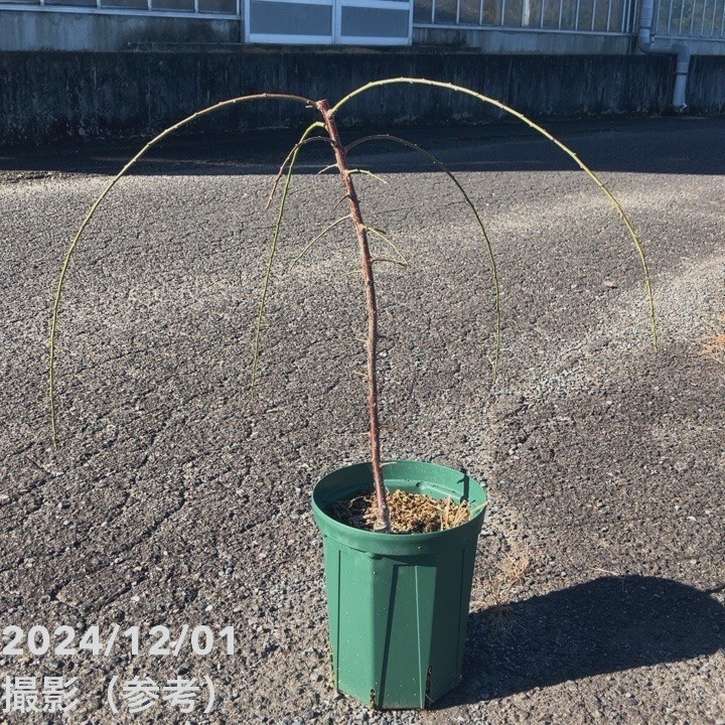 【数量限定】鈴鹿の森庭園 しだれ梅名木「天の龍(呉服しだれ)」接ぎ木苗 2年生 8号ロングスリット鉢|花木01-D1