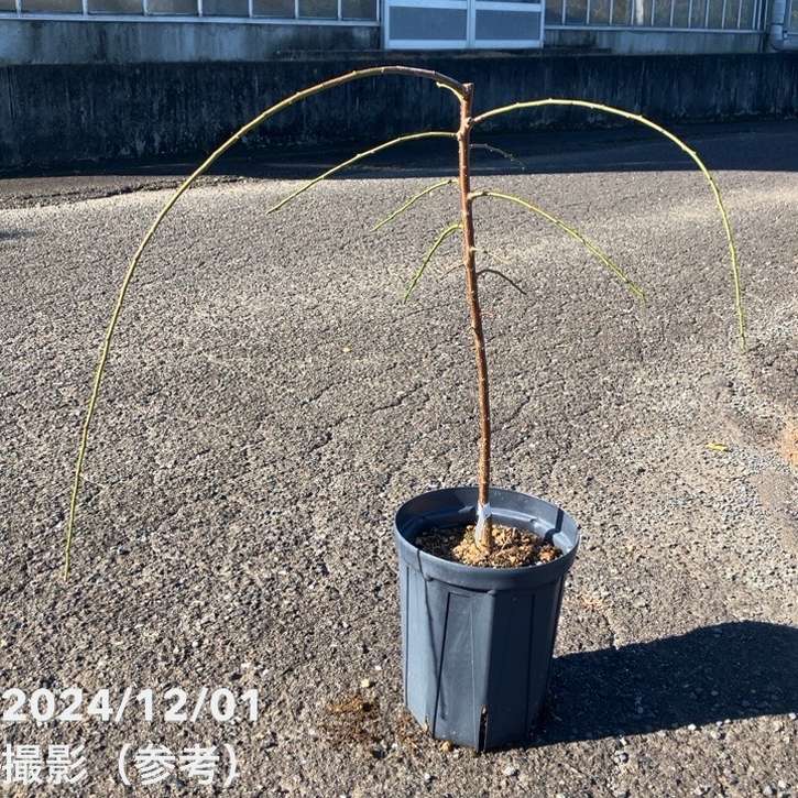 【数量限定】鈴鹿の森庭園 しだれ梅名木「地の龍（呉服しだれ）」接ぎ木苗 2年生 8号ロングスリット鉢｜花木01-D1