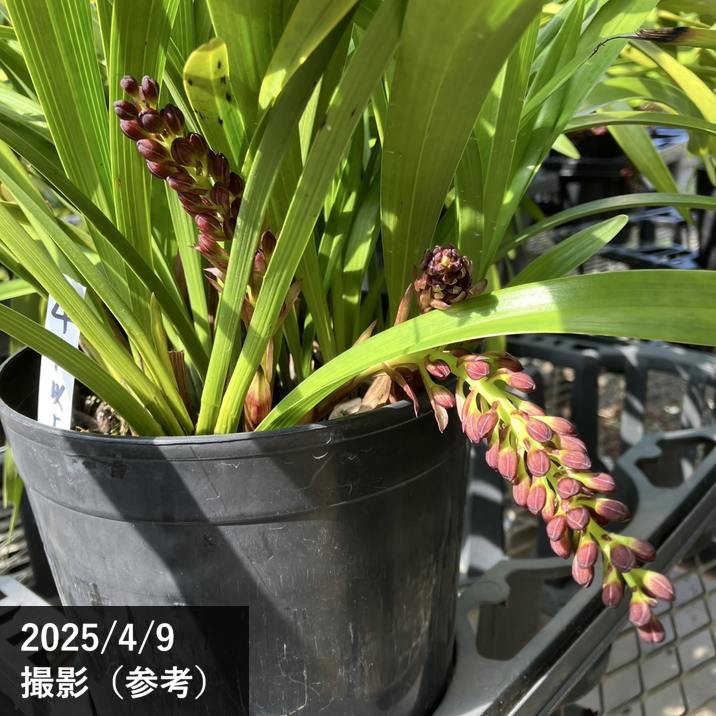 花芽4個以上＞キンリョウヘン 6号大株（原種 赤花系）｜ミツバチ