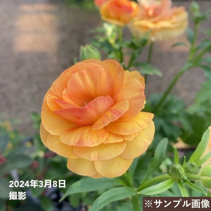 ラナンキュラス ラックスシリーズ 3.5~4号 ベスタリス|草花04-PA