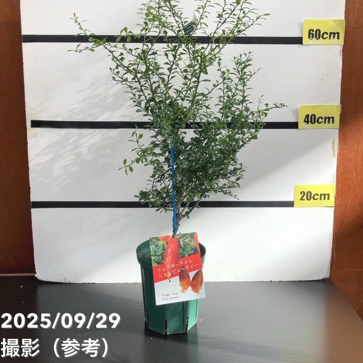 果樹,柑橘,フィンガーライムの購入なら赤塚植物園オンライン 花の音