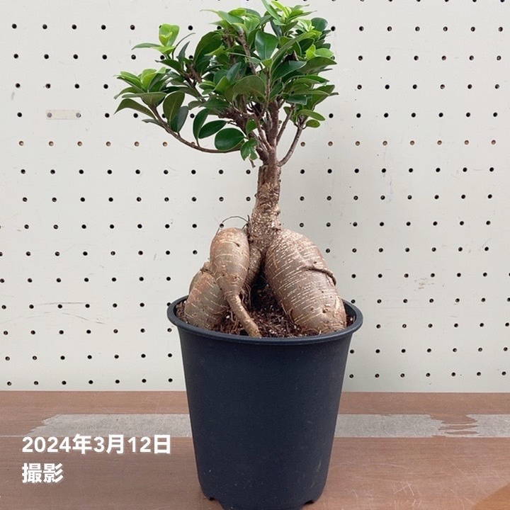 ガジュマル 5号プラ黒鉢｜観葉04-PA