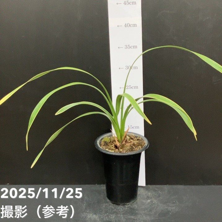 □キーワードから探す,日本ミツバチ,ミツバチ蘭（キンリョウヘン