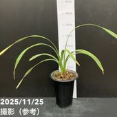 花芽付き＞キンリョウヘン 4号（品種お任せ）｜ミツバチ蘭｜洋蘭10-TU