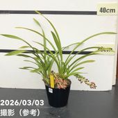 ＜まもなく開花～開花 花芽2個＞キンリョウヘン 4号｜ミツバチ蘭｜洋蘭10-TU