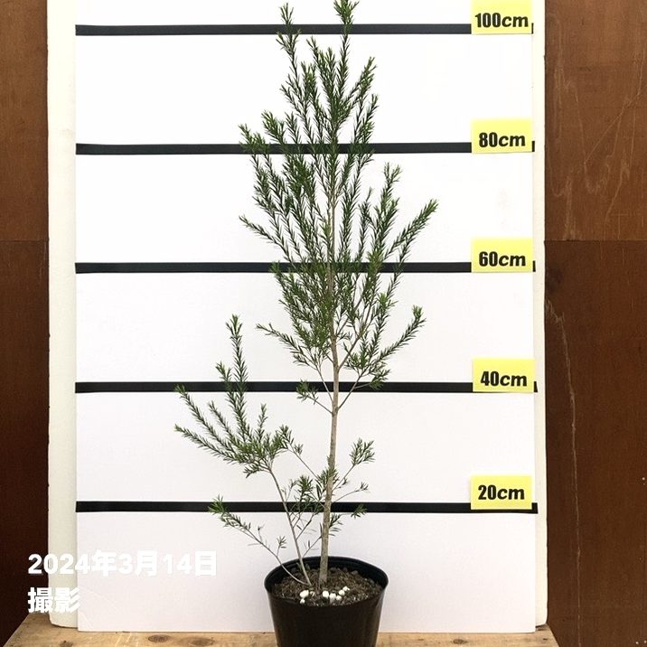 メラレウカ ブラックティーツリー 6号 ※お届けに10日程度かかる場合がございます。｜s200｜花木10-TN