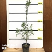 【V❗️高さ120㎝前後❗️】レモンティーツリー　ティーツリー 2本セット レモンティーツリー 3個セット【ハーブ苗9cmポット苗／3個セット