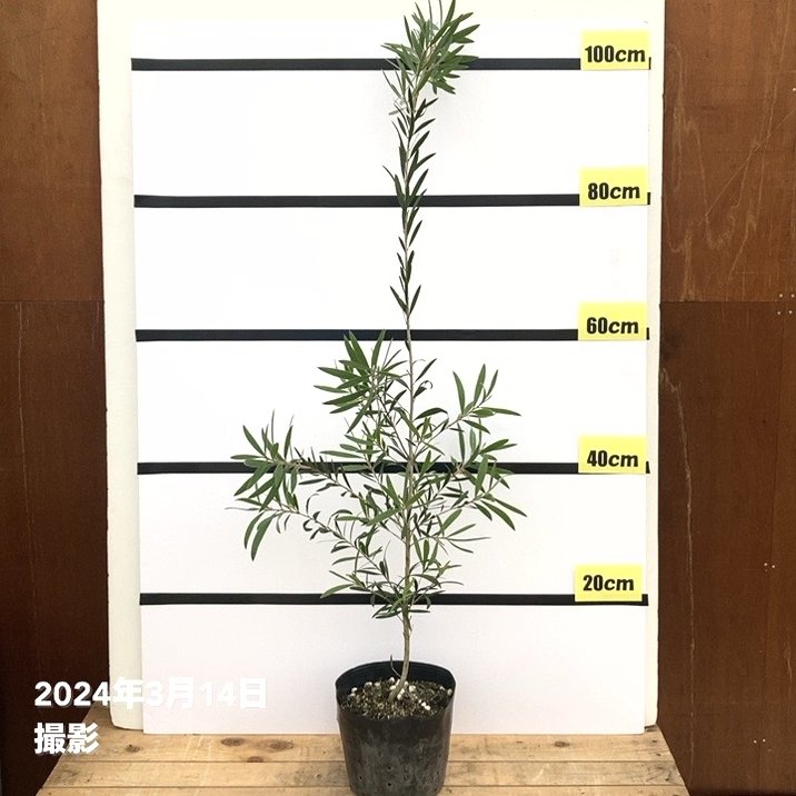 カリステモン ドウソンリバー 6号 ※お届けに10日程度かかる場合がございます。｜花木10-TN