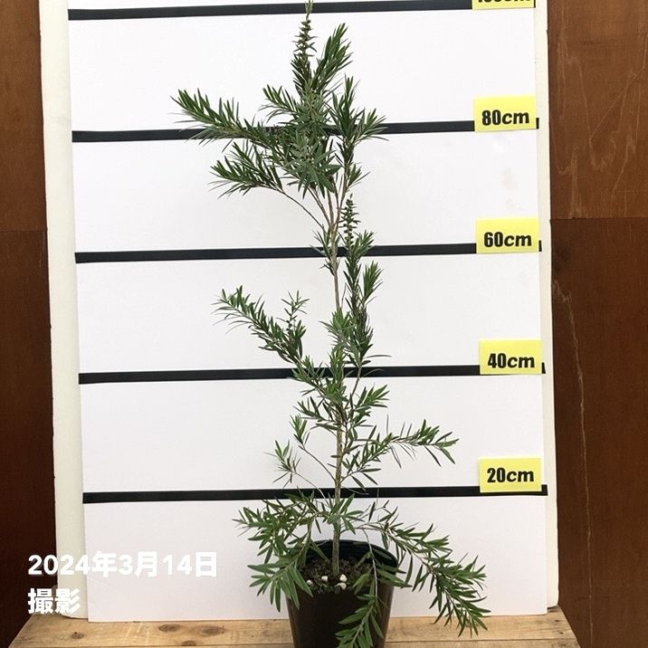 カリステモン ハナレイ 6号 ※お届けに10日程度かかる場合がございます。｜花木10-TN