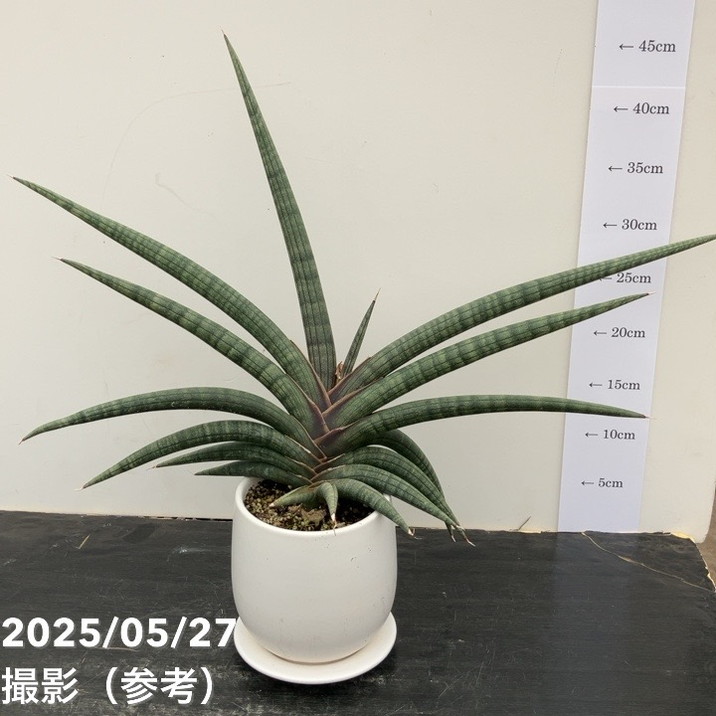 【現品お届けレア 】サンスベリア 4号 パープルソード 陶器鉢（受け皿付き）（S12）｜観葉02-D2