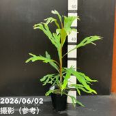 激レア！現品お届け】サイカス カイルンシアナ（ブルーソテツ）8号