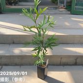 アガベ 3.5号 オバティフォリア フロスティブルー ovatifol