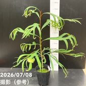 旅人の木（タビビトノキ）7号｜観葉10-TU | 観葉・多肉 | 赤塚植物園