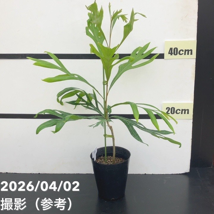 グレビレア バイレアナ 4号｜花木10-TU