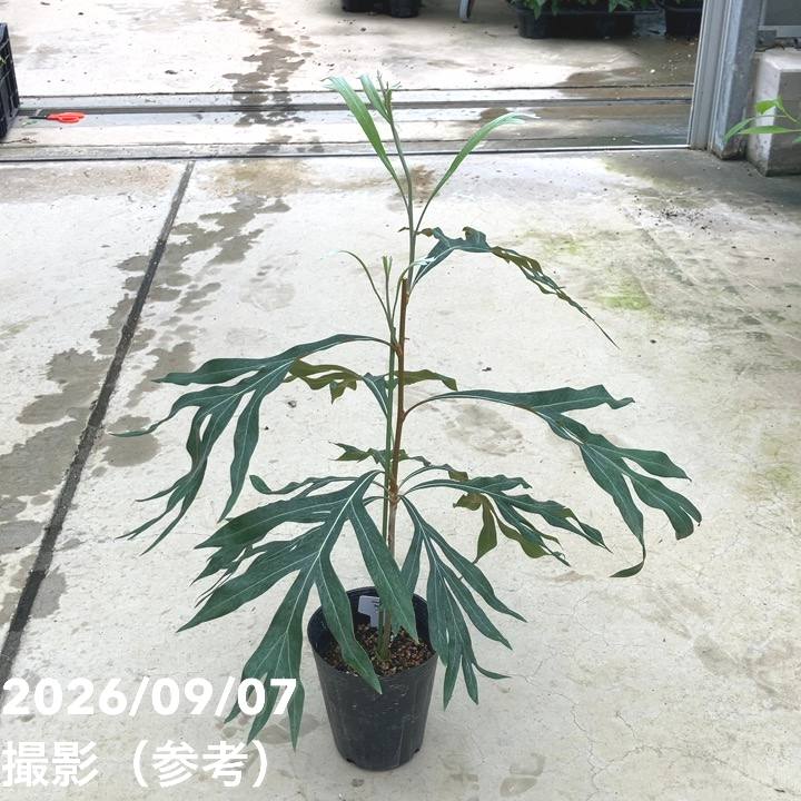 【秋セール10%OFF！11/1まで】グレビレア バイレアナ 4号｜花木10-TU