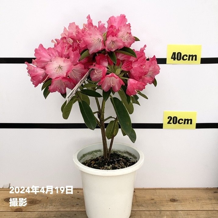 【特価】＜4/10現在満開！＞シャクナゲ スーパーローディー 6号 ピーチパイ 接木｜花木10-TU