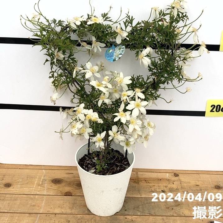 【特価 訳あり】常緑クレマチス カートマニージョー 5号（ハート仕立て）｜草花10-TU