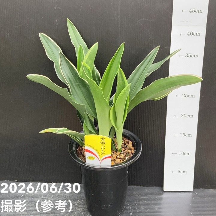 観葉・多肉,万年青（オモト）の購入なら赤塚植物園オンライン 花の音
