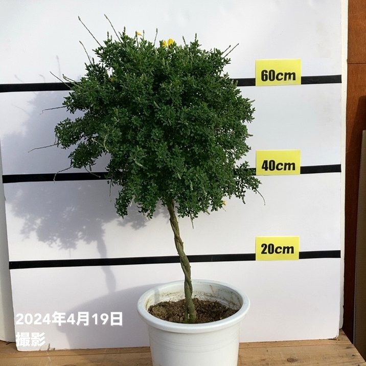 【特価】ヒメエニシダ スタンダード仕立て 7号 花終わり｜花木10-TU