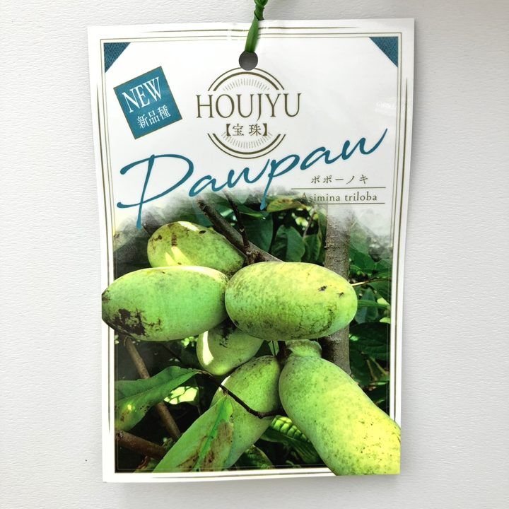 ポポー、サスケハンナとシェナンドー2品種各1本セット ポポー、サスケハンナとシェナンドー2品種各1本セット ポポー