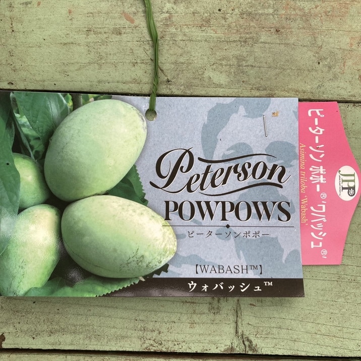 く*ま様 果樹　ピーターソンポポー　5寸3種3ポット　ポポー く*ま様 果樹 ピーターソンポポー 5寸3種3ポット ポポー - 果樹