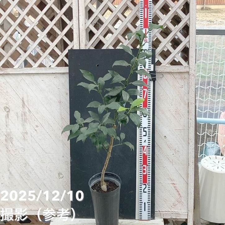 ジャバラ 5号ロングポット 2年生｜柑橘｜果樹04-PA