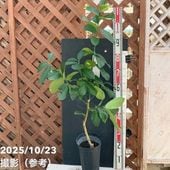 実付き＞ゆず 6号｜柑橘｜果樹04-PA | 果樹,柑橘 | 赤塚植物園