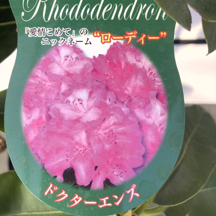B64-091 NHK趣味の園芸 クレマチス 西洋シャクナゲ オールド