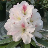 シンビジューム アーチ 7号陶器鉢 5本立 福助 フクスケ｜s200｜洋蘭04